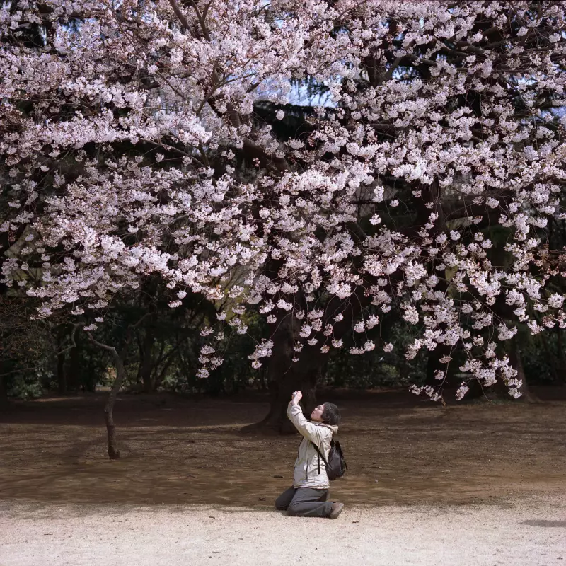 Vincent Leroux, Hanami
