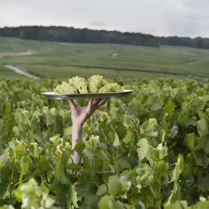 Vincent Leroux, Krug